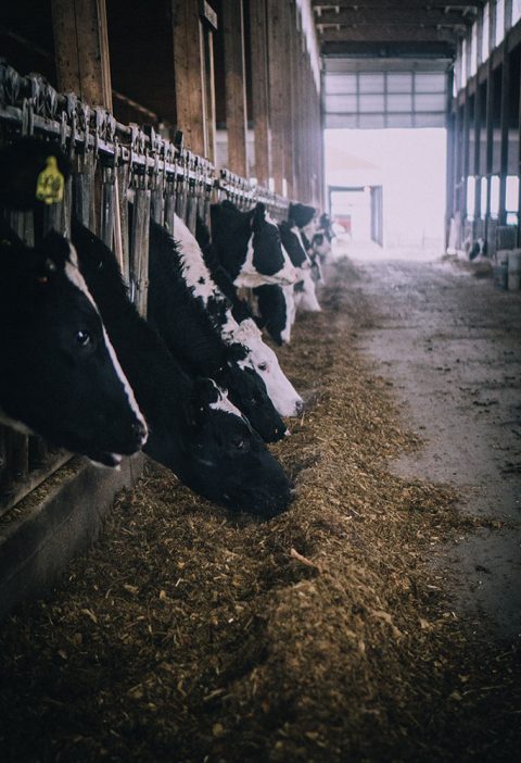 A line of cows contained in a barn