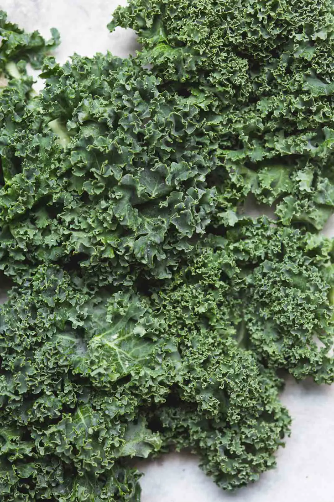 Close up flat lay image of green curly kale for vegan kale pesto