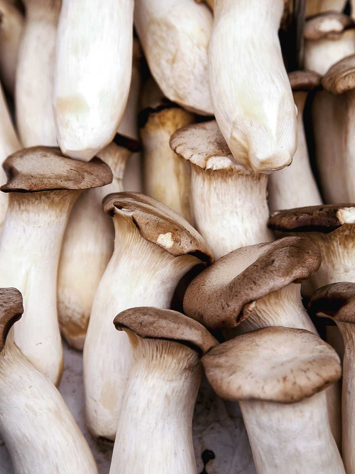 King Oyster mushrooms reference image.