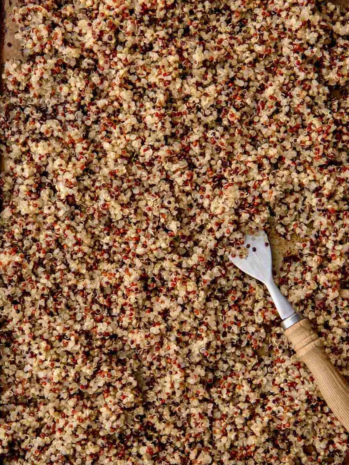 Perfectly cooked quinoa close up spread out on a tray.